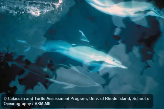 Dorso-lateral view of animal swimming underwater beside ship. Formerly in order Cetacea. Formerly as Delphinus capensis, Long-beaked Common Dolphin. Also as Atlantic Dolphin|Common Dolphin|Criss-cross Dolphin|Pacific Dolphin|Saddle-backed Dolphin|Short-beaked Saddleback Dolphin|White-bellied Porpoise. Dorso-lateral view of animal swimming underwater beside ship. Formerly in order Cetacea. Formerly as Delphinus capensis, Long-beaked Common Dolphin. Also as Atlantic Dolphin|Common Dolphin|Criss-cross Dolphin|Pacific Dolphin|Saddle-backed Dolphin|Short-beaked Saddleback Dolphin|White-bellied Porpoise.