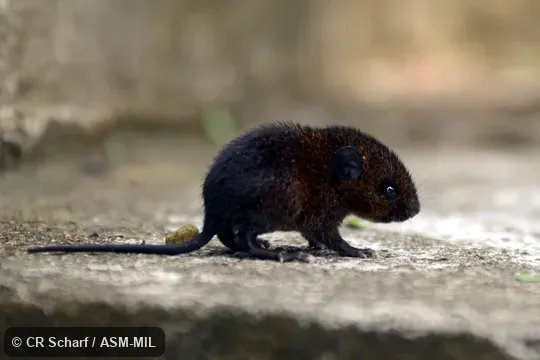 Formerly part of Melanomys caliginosus, Dusky Rice Rat. Formerly part of Melanomys caliginosus, Dusky Rice Rat.