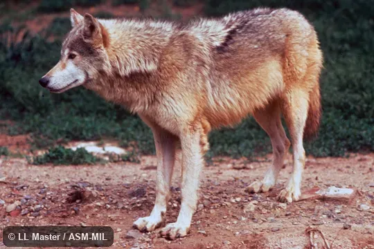 Side view. Also as Grey Wolf. Side view. Also as Grey Wolf.