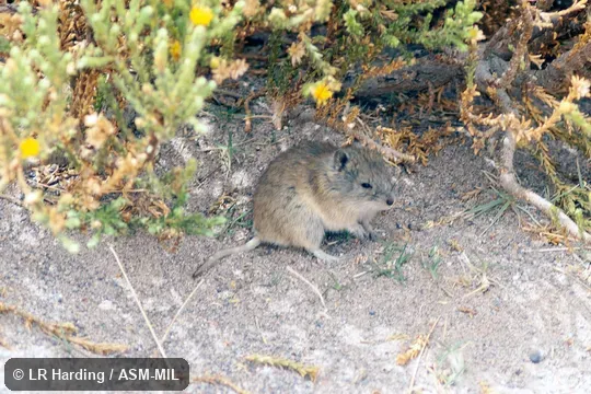 Also as Andean Akodont|Andean Altiplano Mouse|Andean Grass Mouse. Also as Andean Akodont|Andean Altiplano Mouse|Andean Grass Mouse.