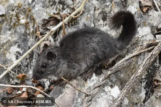 Also as Kha-nyou, Annamite Rat, Truong Son Rat. Also as Kha-nyou, Annamite Rat, Truong Son Rat.