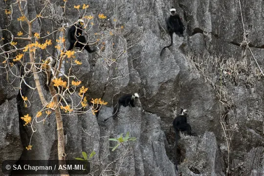 Also as Laotian Langur|Lao Langur|White-browed Black Langur|Laotian Black Langur. Also as Laotian Langur|Lao Langur|White-browed Black Langur|Laotian Black Langur.