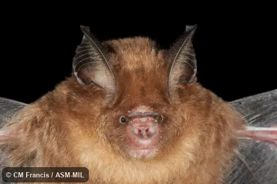 Also as Kunz's Bicolored Leaf-nosed Bat · Kunz's Bicolored Roundleaf Bat · Kunz's Leaf-nosed Bat. Also as Kunz's Bicolored Leaf-nosed Bat · Kunz's Bicolored Roundleaf Bat · Kunz's Leaf-nosed Bat.