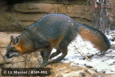 Side view. Also as Tree Fox. Side view. Also as Tree Fox.