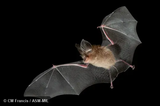 Also as Great-eared Horseshoe Bat Also as Great-eared Horseshoe Bat