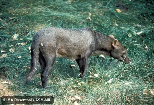 Side view of female. Also as Short-eared Fox. Side view of female. Also as Short-eared Fox.