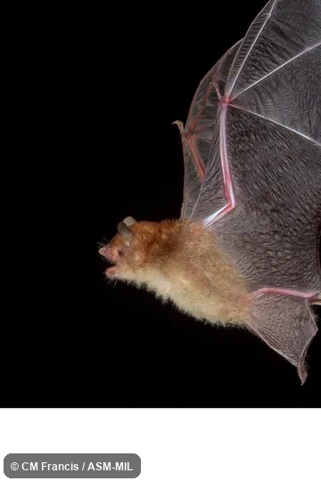 Murina suilla suilla. Also as Lesser Tube-nosed Bat. Murina suilla suilla. Also as Lesser Tube-nosed Bat.