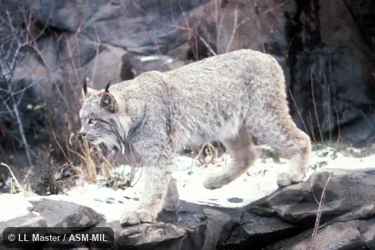 Side view, walking Side view, walking