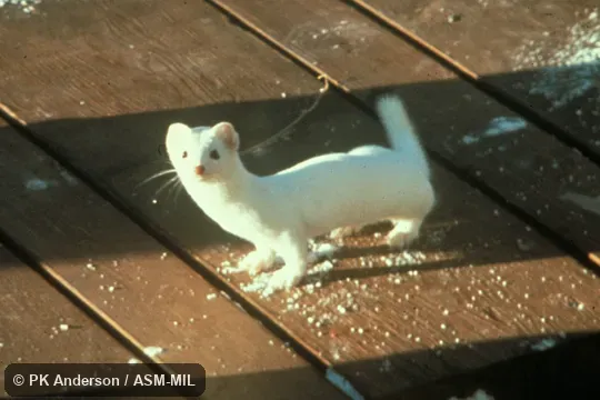 Side view in white winter coat. Formerly Mustela erminea, Ermine|Stoat|Short-tailed Weasel. Side view in white winter coat. Formerly Mustela erminea, Ermine|Stoat|Short-tailed Weasel.