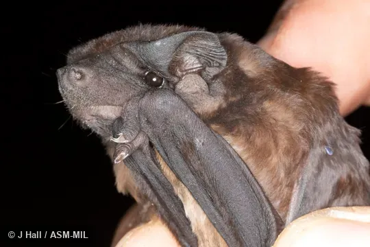 Also as Dwarf Bonneted Bat|Southern Bonneted Bat|Southern Dwarf Bonneted Bat. Also as Dwarf Bonneted Bat|Southern Bonneted Bat|Southern Dwarf Bonneted Bat.