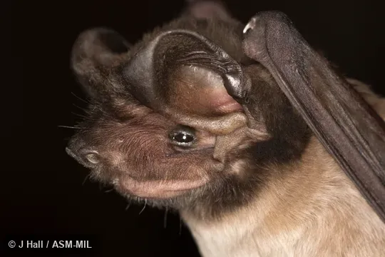 Formerly part of Eumops glaucinus. Also as Chestnut Mastiff Bat|Wild Bonneted Bat. Formerly part of Eumops glaucinus. Also as Chestnut Mastiff Bat|Wild Bonneted Bat.