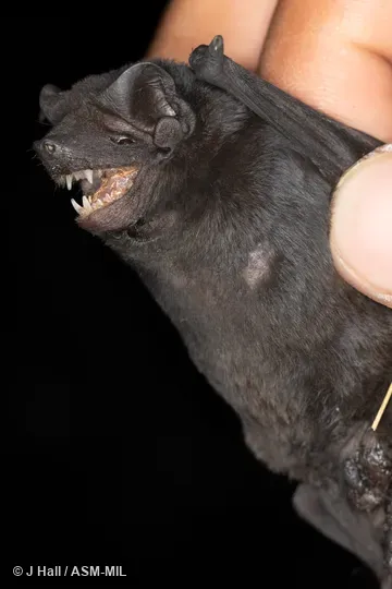 Formerly as Molossus currentium bondae. Formerly as Molossus currentium bondae.