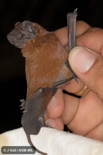 Also as Miller's Free-tailed Bat. Also as Miller's Free-tailed Bat.