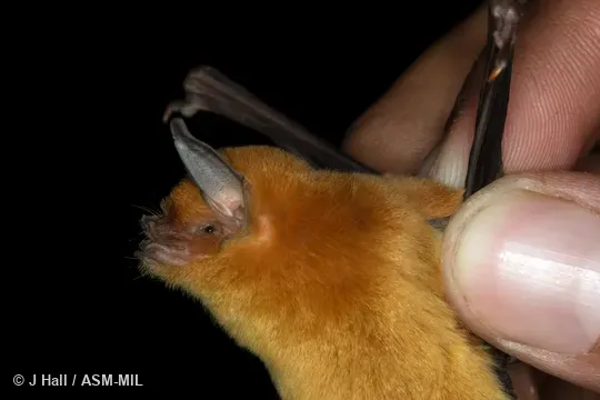 Also as Lesser Mustached Bat. Also as Lesser Mustached Bat.