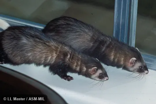 Side view of pair showing sexual size dimorphism. Side view of pair showing sexual size dimorphism.