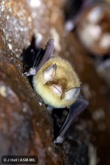 Formerly Natalus stramineus mexicanus. Also as Mexican Greater Funnel-eared Bat. Also as Natalus lanatus, Woolly Funnel-eared Bat. Formerly Natalus stramineus mexicanus. Also as Mexican Greater Funnel-eared Bat. Also as Natalus lanatus, Woolly Funnel-eared Bat.