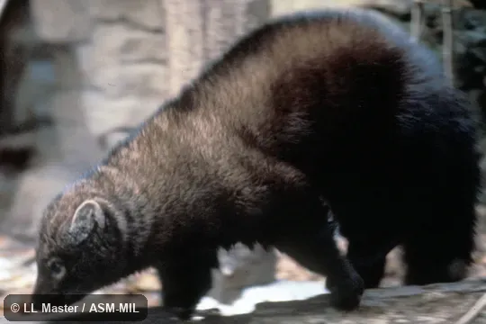 Oblique view. Formerly as Martes pennanti. Also as Pennant Marten. Oblique view. Formerly as Martes pennanti. Also as Pennant Marten.
