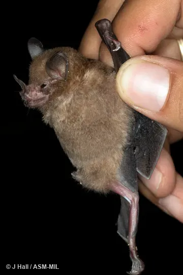 Also as Hahn's Short-tailed Bat. Also as Hahn's Short-tailed Bat.