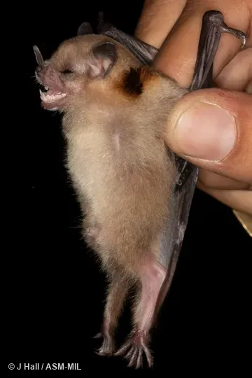 Formerly Sturnira ludovici hondurensis, Highland Yellow-shouldered Bat. Formerly Sturnira ludovici hondurensis, Highland Yellow-shouldered Bat.