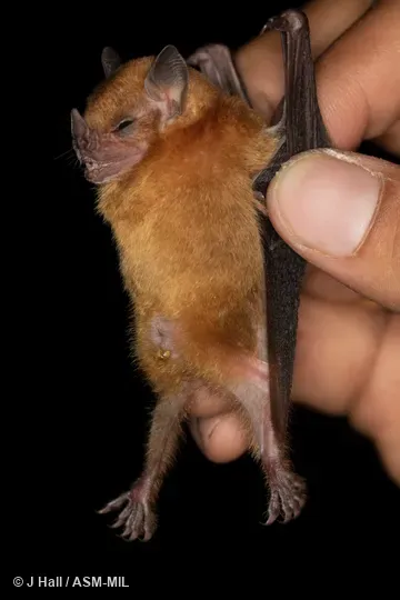 Formerly Sturnira lilium parvidens. Formerly Sturnira lilium parvidens.