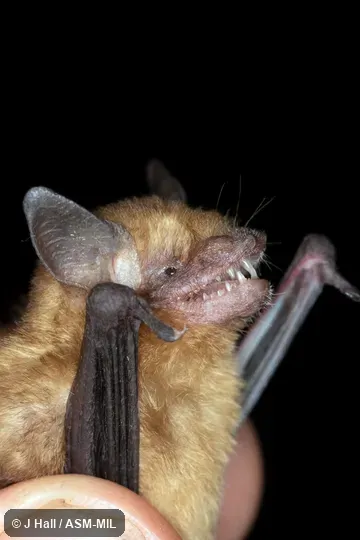 Formerly part of Rhogeessa tumida, Black-winged Little Yellow Bat. Also as Bickham's Little Yellow Bat. Formerly part of Rhogeessa tumida, Black-winged Little Yellow Bat. Also as Bickham's Little Yellow Bat.