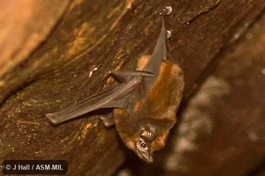 Also as Wagner's Sac-winged Bat. Also as Wagner's Sac-winged Bat.