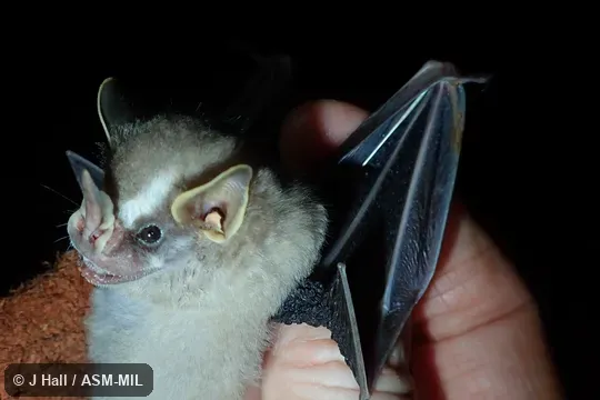Formerly Artibeus phaeotis. Identified by Fiona Reid. Formerly Artibeus phaeotis. Identified by Fiona Reid.
