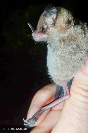 Identified by Fiona Reid. Also as Niceforo's Bat. Identified by Fiona Reid. Also as Niceforo's Bat.