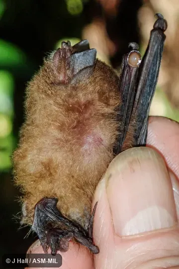 Identified by Fiona Reid. Identified by Fiona Reid.