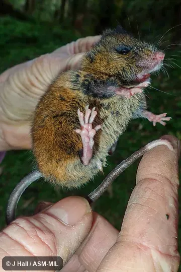 Also as Chiriqui Harvest Mouse. Also as Chiriqui Harvest Mouse.