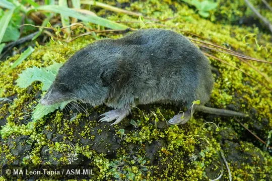 UNAM-CNMA 46278. Formerly Soricomorpha. Also as Central Mexican Broad-clawed Shrew|Central Mexican Shrew|Popocatepetl Shrew. UNAM-CNMA 46278. Formerly Soricomorpha. Also as Central Mexican Broad-clawed Shrew|Central Mexican Shrew|Popocatepetl Shrew.