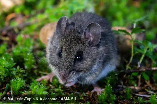 UNAM-CNMA 49714. Also as Mexican Volcano Mouse. UNAM-CNMA 49714. Also as Mexican Volcano Mouse.