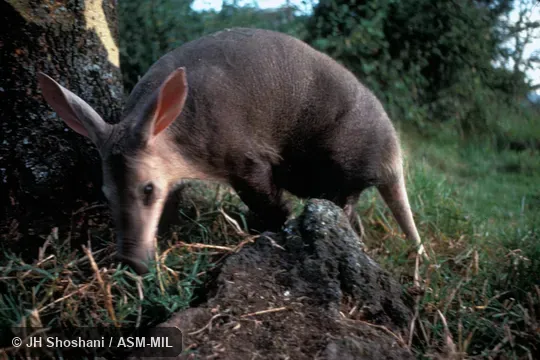 Female searching for termites. Also as Antbear. Female searching for termites. Also as Antbear.