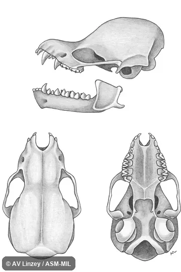Skull & dentary. University of South Alabama #471 Alabama, Baldwin County, Fairhope Skull & dentary. University of South Alabama #471 Alabama, Baldwin County, Fairhope