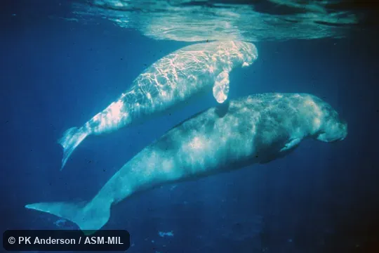 Side view of adult and young. Also as Sea Cow|Sea Pig. Side view of adult and young. Also as Sea Cow|Sea Pig.