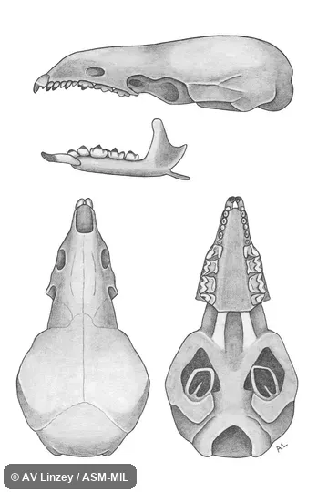 Skull & dentary. Auburn University #1-2 Alabama, Barbour County, Clayton. Formerly Soricomorpha. Skull & dentary. Auburn University #1-2 Alabama, Barbour County, Clayton. Formerly Soricomorpha.
