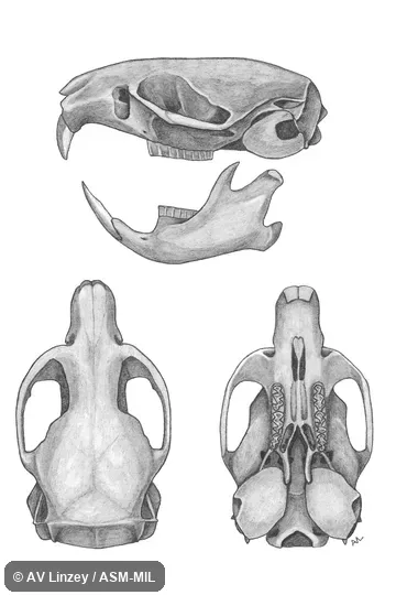 Skull & dentary. University of Alabama #1868 Alabama, Tuscaloosa County, Cottondale. Also as Mole Mouse|Pine Mouse|Pine Vole. Skull & dentary. University of Alabama #1868 Alabama, Tuscaloosa County, Cottondale. Also as Mole Mouse|Pine Mouse|Pine Vole.