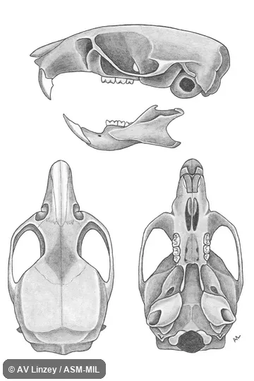 Skull & dentary. University of South Alabama #755 Alabama, Choctaw County, Route 10 ¾ mile west of Tombigbee River. Also as Beach Mouse|Oldfield Mouse. Skull & dentary. University of South Alabama #755 Alabama, Choctaw County, Route 10 ¾ mile west of Tombigbee River. Also as Beach Mouse|Oldfield Mouse.