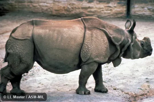 Side view. Also as Indian Rhinoceros. Side view. Also as Indian Rhinoceros.