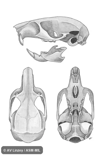 Skull & dentary. Auburn University #425 Alabama, Lee County, Auburn. Formerly in Dipodidae. Also as Hudson Bay Jumping Mouse. Skull & dentary. Auburn University #425 Alabama, Lee County, Auburn. Formerly in Dipodidae. Also as Hudson Bay Jumping Mouse.