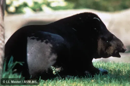 Side view of sitting animal. Also as Brazilian Tapir|South American Tapir. Side view of sitting animal. Also as Brazilian Tapir|South American Tapir.