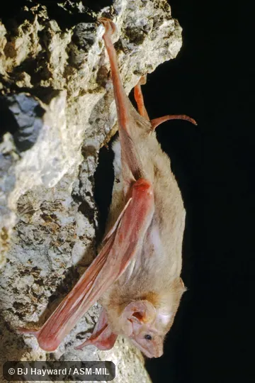Also as White-winged Tomb Bat. Also as White-winged Tomb Bat.