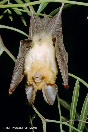 Also as Ethiopian Large-eared Leaf-nosed Bat · Ethiopian Large-eared Roundleaf Bat · Large-eared Leaf-nosed Bat. Also as Ethiopian Large-eared Leaf-nosed Bat · Ethiopian Large-eared Roundleaf Bat · Large-eared Leaf-nosed Bat.