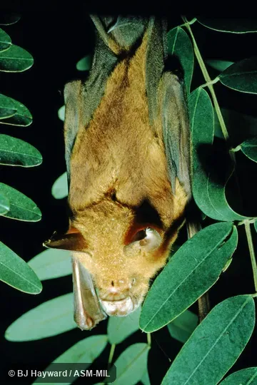 Formerly Hipposideros gigas. Also as Giant Leaf-nosed Bat. Probably USNM 412095 Formerly Hipposideros gigas. Also as Giant Leaf-nosed Bat. Probably USNM 412095