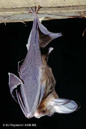 One of FMNH 152460-152464. One of FMNH 152460-152464.