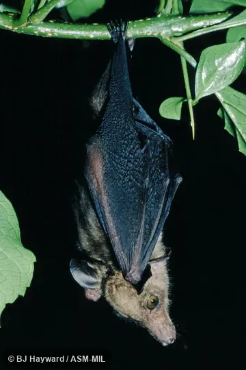 Named new from populations formerly in Macroglossus woermanni. Also as Azagny Fruit Bat. USNM 411821. Named new from populations formerly in Macroglossus woermanni. Also as Azagny Fruit Bat. USNM 411821.