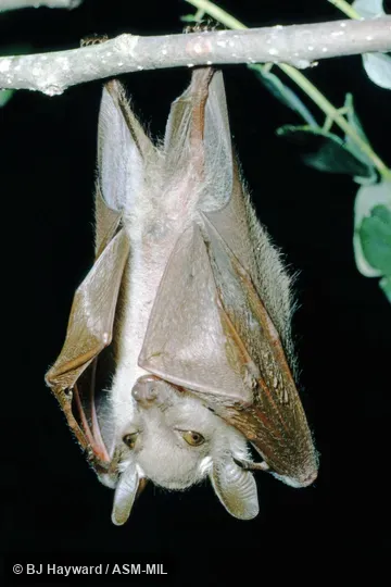 Also as Veldkamp's Dwarf Epauletted Fruit Bat. Probably USNM 411801. Also as Veldkamp's Dwarf Epauletted Fruit Bat. Probably USNM 411801.
