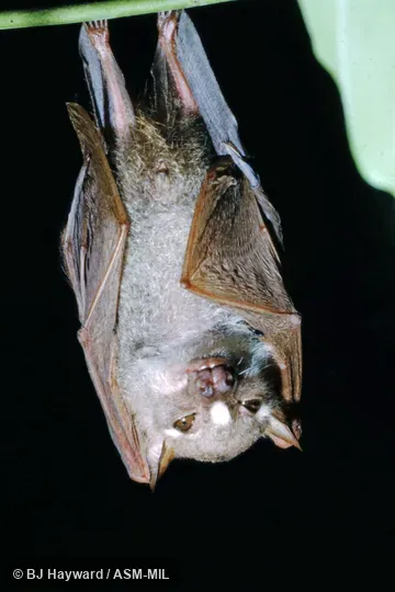 Formerly Scotonycteris zenkeri occidentalis, Zenker's Fruit Bat. Also as Hayman's Tear-drop Fruit Bat. USNM 411618 or 411619. Formerly Scotonycteris zenkeri occidentalis, Zenker's Fruit Bat. Also as Hayman's Tear-drop Fruit Bat. USNM 411618 or 411619.