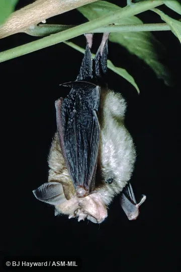 USNM 412004. USNM 412004.