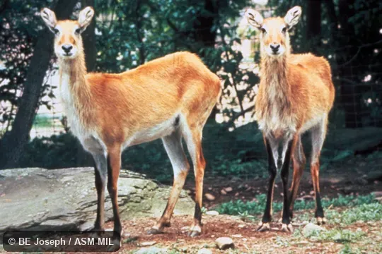 Side view of two females. Kobus leche leche. Also as Kobus leche, Red Lechwe. Side view of two females. Kobus leche leche. Also as Kobus leche, Red Lechwe.